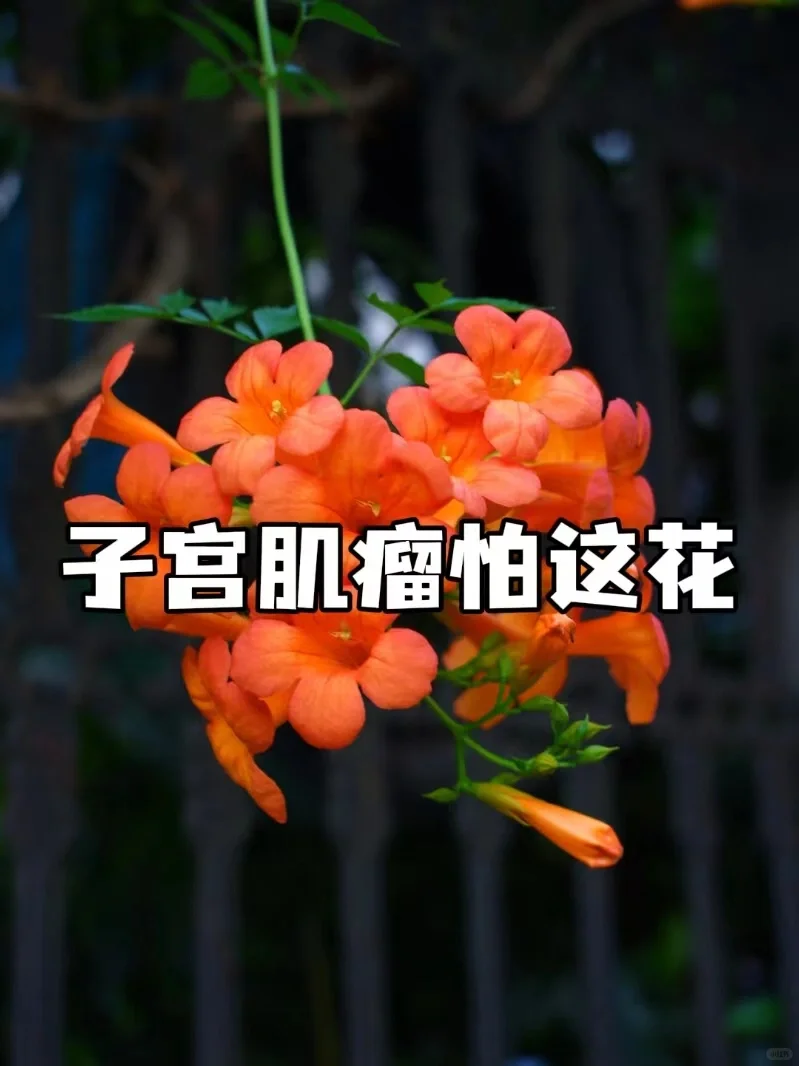 子宫肌瘤，怕这一花一草,国内代怀产子费用，代孕哪家成功率高